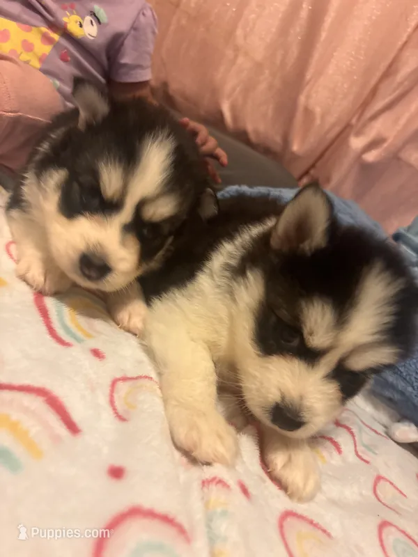 Twin2 – Pomsky puppy for sale in Warren, MI
