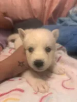Snowball, a male Pomsky for sale in Warren, MI – 2 of 2