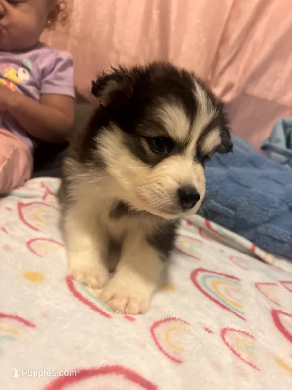 Tank, a male Pomsky for sale in Warren, MI – 1 of 2