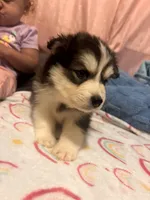 Tank, a male Pomsky for sale in Warren, MI – 1 of 2