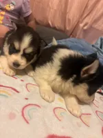 Twin2, a female Pomsky for sale in Warren, MI – 2 of 2