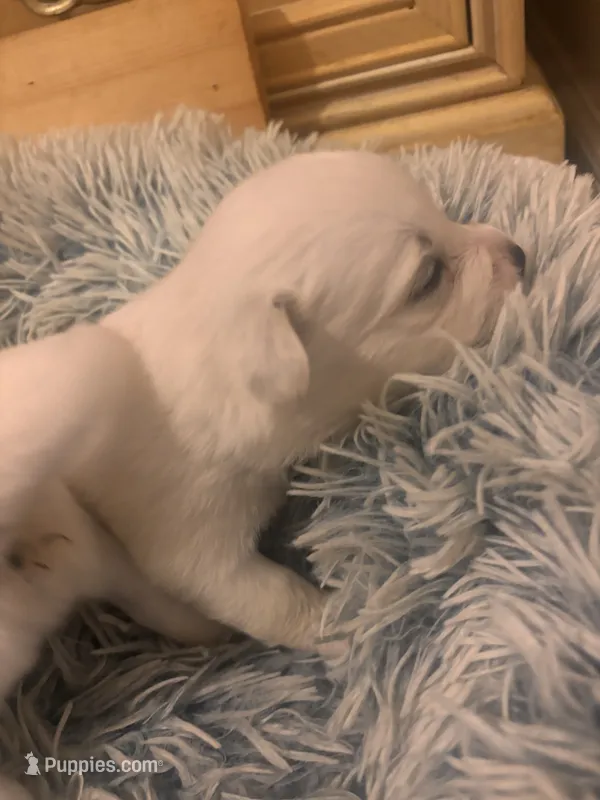 Scarlet – Pomsky puppy for sale in Warren, MI