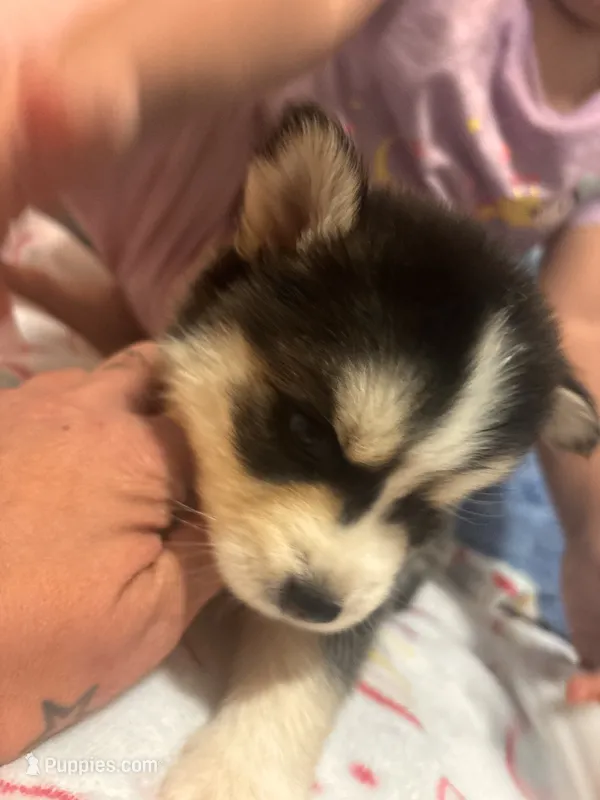 Vaso  – Pomsky puppy for sale in Warren, MI