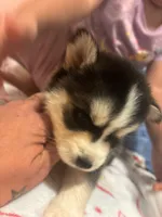 Vaso , a male Pomsky for sale in Warren, MI – 1 of 3