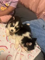 Twin, a male Pomsky for sale in Warren, MI – 2 of 2
