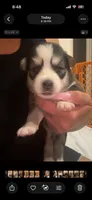 Bear, a male Pomsky for sale in Warren, MI – 2 of 2