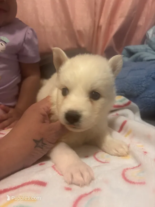 Snowball – Pomsky puppy for sale in Warren, MI