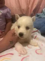 Snowball, a male Pomsky for sale in Warren, MI – 1 of 2