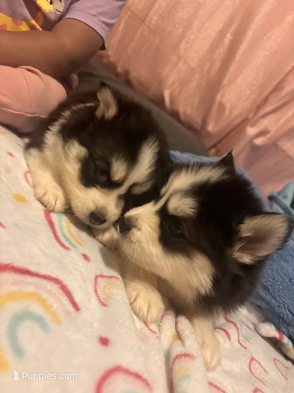 Twin – Pomsky puppy for sale in Warren, MI
