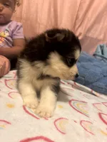 Tank, a male Pomsky for sale in Warren, MI – 2 of 2