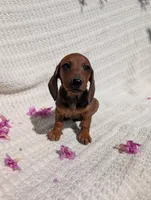 Robín , a male Dachshund for sale in Fontana, CA – 3 of 3