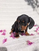 Batman , a male Dachshund for sale in Fontana, CA – 2 of 3