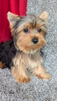 Milo , a male Yorkshire Terrier for sale in Fontana, CA – 3 of 3