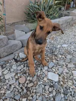 Cookie , a female Belgian Malinois and Doberman Pinscher for sale in Fontana, CA – 2 of 6