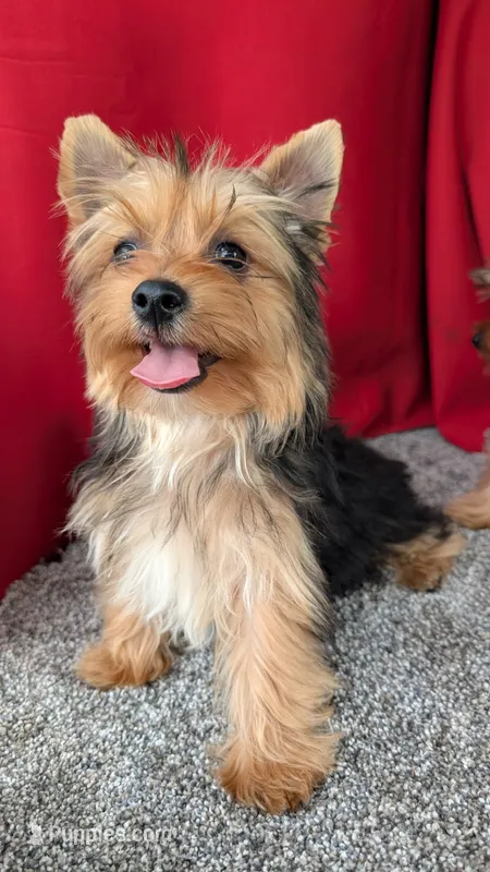 Milo  – Yorkshire Terrier puppy for sale in Fontana, CA