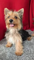 Milo , a male Yorkshire Terrier for sale in Fontana, CA – 1 of 3