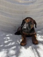 Puppy , a male Belgian Malinois and Doberman Pinscher for sale in Fontana, CA – 1 of 2