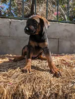Xina, a female Belgian Malinois and Doberman Pinscher for sale in Fontana, CA – 4 of 5