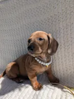 Bella , a female Dachshund for sale in Fontana, CA – 3 of 3