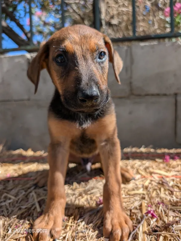 Ranger  – Belgian Malinois, Doberman Pinscher puppy for sale in Fontana, CA