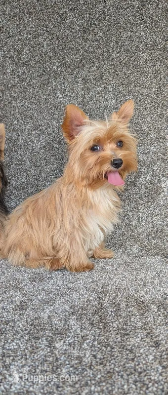 Lulu  – Yorkshire Terrier puppy for sale in Fontana, CA