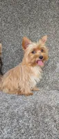 Lulu , a female Yorkshire Terrier for sale in Fontana, CA – 1 of 2