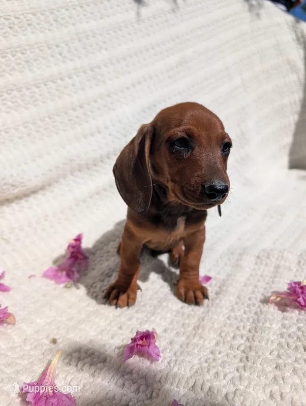 Robín  – Dachshund puppy for sale in Fontana, CA
