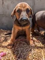 Belgian Malinois, a female Belgian Malinois for sale in Fontana, CA – 6 of 7