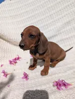 Robín , a male Dachshund for sale in Fontana, CA – 2 of 3