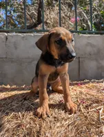 Ranger , a male Belgian Malinois and Doberman Pinscher for sale in Fontana, CA – 3 of 5