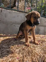 Ranger , a male Belgian Malinois and Doberman Pinscher for sale in Fontana, CA – 5 of 5