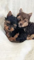 Blacky , a male Yorkshire Terrier for sale in Fontana, CA – 2 of 3