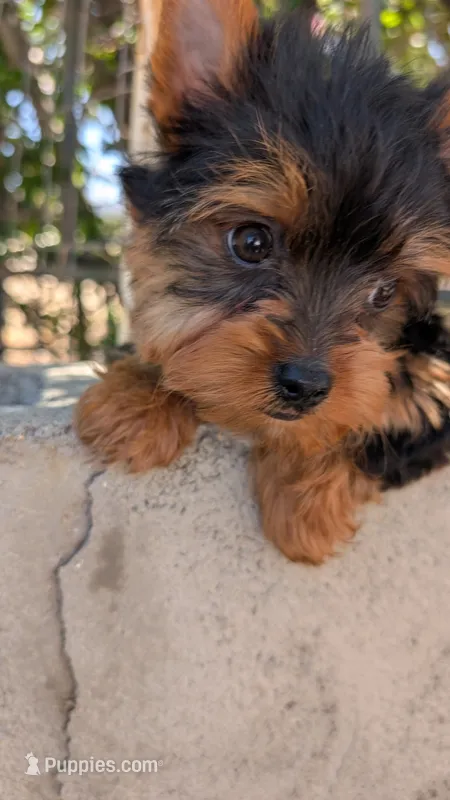 Blacky , a male Yorkshire Terrier for sale in Fontana, CA – 1 of 3