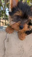 Blacky , a male Yorkshire Terrier for sale in Fontana, CA – 1 of 3