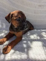 Puppy , a female Belgian Malinois and Doberman Pinscher for sale in Fontana, CA – 2 of 2