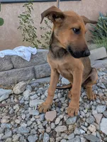 Cookie , a female Belgian Malinois and Doberman Pinscher for sale in Fontana, CA – 6 of 6