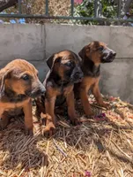 Belgian Malinois, a female Belgian Malinois for sale in Fontana, CA – 7 of 7