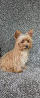 Lulu , a female Yorkshire Terrier for sale in Fontana, CA – 2 of 2