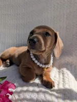 Bella , a female Dachshund for sale in Fontana, CA – 2 of 3