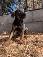 Xina, a female Belgian Malinois and Doberman Pinscher for sale in Fontana, CA – 3 of 5