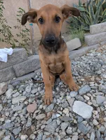 Cookie , a female Belgian Malinois and Doberman Pinscher for sale in Fontana, CA – 5 of 6