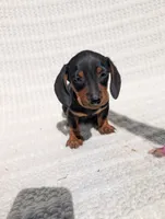 Batman , a male Dachshund for sale in Fontana, CA – 3 of 3