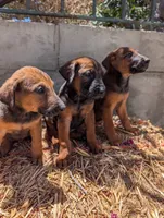 Belgian Malinois, a female Belgian Malinois for sale in Fontana, CA – 5 of 7