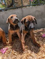 Belgian Malinois, a female Belgian Malinois for sale in Fontana, CA – 3 of 7
