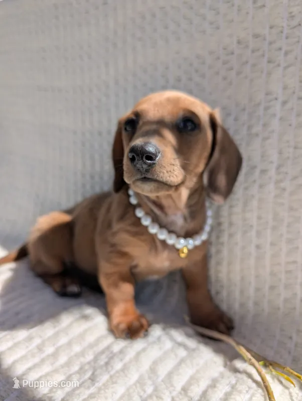 Bella  – Dachshund puppy for sale in Fontana, CA