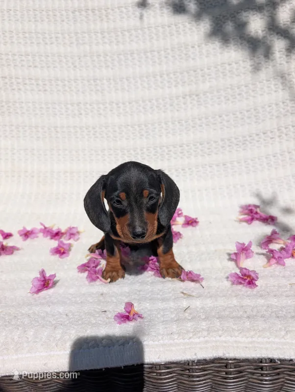 Batman  – Dachshund puppy for sale in Fontana, CA