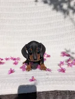 Batman , a male Dachshund for sale in Fontana, CA – 1 of 3