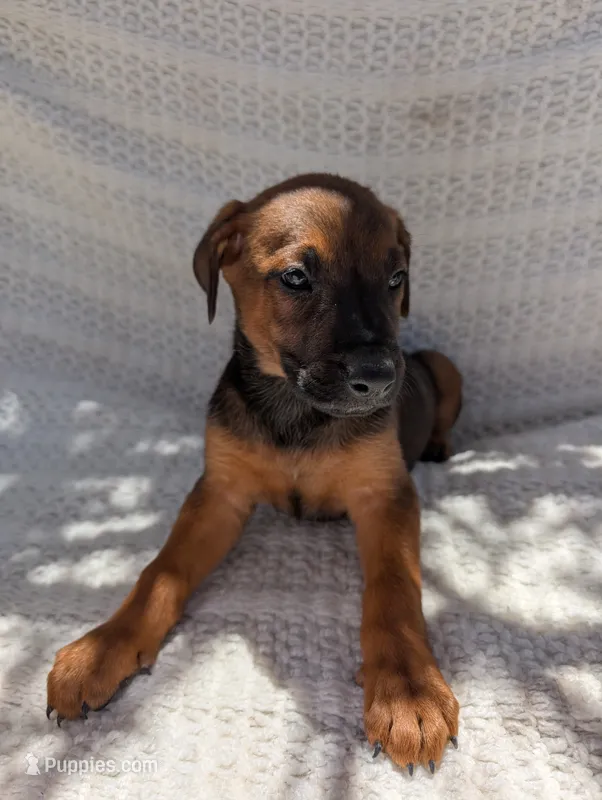 Puppy  – Belgian Malinois, Doberman Pinscher puppy for sale in Fontana, CA