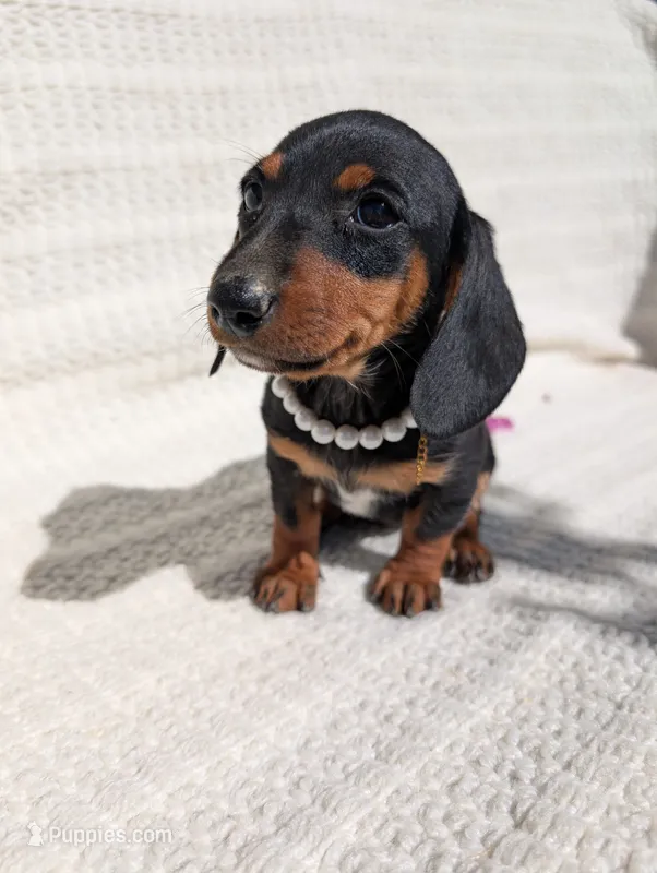 Tootsy  – Dachshund puppy for sale in Fontana, CA