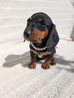 Tootsy , a female Dachshund for sale in Fontana, CA – 1 of 4